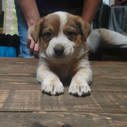 Wallace - Red speckled male Australian Cattle Dog puppy in Rogue River, Oregon from FullMoon Cattle Dogs