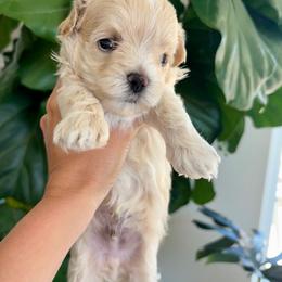 Yellow (Arrow) - Cream male Maltipoo puppy in San Diego, California from Amanda Tsoi - Golden Maltipoo Pups
