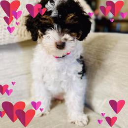 Cavapoo, Pyredoodle, and Sheepadoodle Puppies from Davis Family Doodles