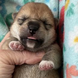 Peter - Red male Shiba Inu puppy in Milton, Florida from Moonlight Shibas