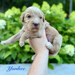 Yankee - Red male Bernedoodle puppy in Midland, Michigan from Northern Charm Farm