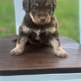 King - Red tri-color male Aussiedoodle puppy in Yellville, Arkansas from Ozark Mountain Doodles & Pugs