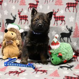 Blue collar - Sable male German Shepherd puppy in Ramsey, Illinois from Haus-Farr German Shepherds