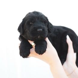 Acadia - female Newfypoo puppy in Marshallville, Ohio from Windy Hill Dogs