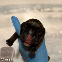 Boxer Puppies from Von Royal Dell’Infinite