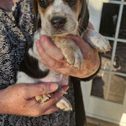 Boy 1 - Black tan and bluetick male Beagle puppy in Santa Margarita, California from S&R Ranch