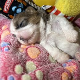Shih Tzu Puppies from Lavender Lane Tzus