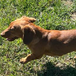 Copper - Dachshund