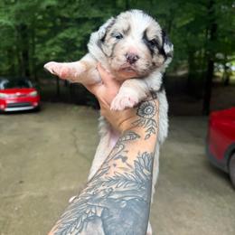 Hawk - Slate merle female Border Collie puppy in Fortson, Georgia from Southern Wind Farms