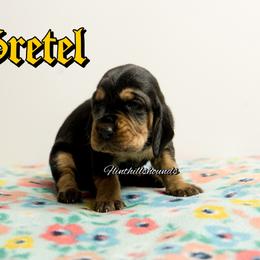 Gretel - Black and tan female Bloodhound puppy in Wamego, Kansas from Flint Hills Hounds