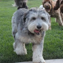 Ginger - Australian Labradoodle