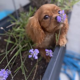 Cavalier King Charles Spaniel Puppies from Amore Cavaliers