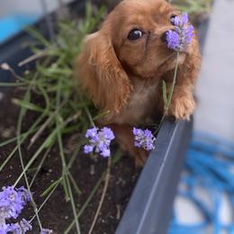 Cavalier King Charles Spaniel Puppies from Amore Cavaliers