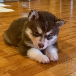 Boy 4 - Red and white male Siberian Husky puppy in Columbus, Ohio from Jamuison’s Siberian Huskies