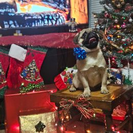 Blue collar - Fawn male Pug puppy in Sultan, Washington from Pawsome Pug Companions