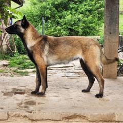 Linda Belinda - Fawn sable female Belgian Malinois puppy in Elizabethton, Tennessee from Forever Family K9