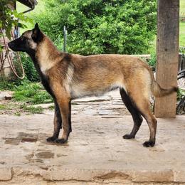 Linda Belinda - Fawn sable female Belgian Malinois puppy in Elizabethton, Tennessee from Forever Family K9