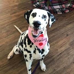Bedlington Terriers and Dalmatians from Dazzling Bedlington Terriers and Dalz