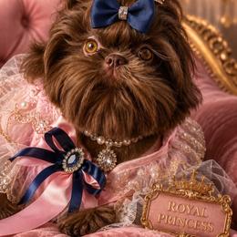 Lady Godiva - Chocolate female Shih Tzu puppy in Seattle, Washington from Shih Tzu’s  ‘N’ Love