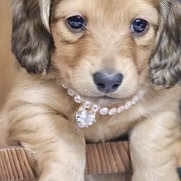 Dachshunds from OkieDokieDox