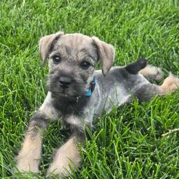 AKC Maleku (Blue) - Salt and pepper male Miniature Schnauzer puppy in West Jordan, Utah from Olympus Schnauzers