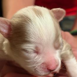 Fonzi - Merle male Chihuahua puppy in Amelia, Virginia from Pannell’s Precious Pups
