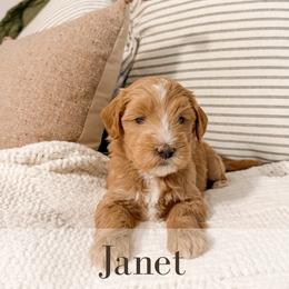 Janet - Cream female Goldendoodle puppy in Melba, Idaho from KZ Doodles