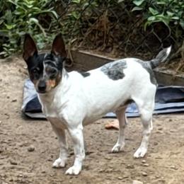 LILY - Rat Terrier