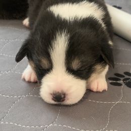 Pembroke Welsh Corgi Puppies from Rain City Corgis