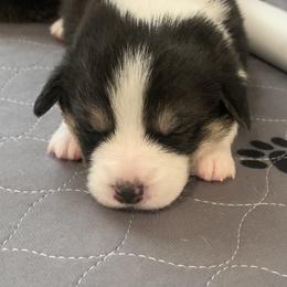 Pembroke Welsh Corgi Puppies from Rain City Corgis