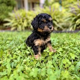 Poodle Puppies from Poodle Love
