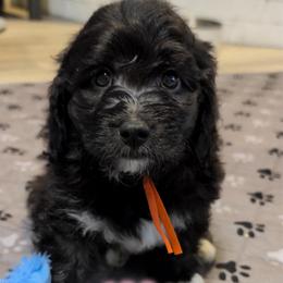 Alder - Black and white male Saint Berdoodle puppy in Garland, Texas from Brewer's Doodles and French Bulldogs