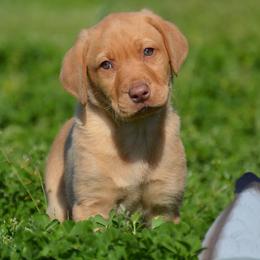French Bulldog, Golden Retriever, and Labrador Retriever Puppies from Trigger Time Kennels