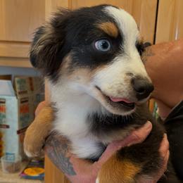 Tilly - Black tri female Miniature Australian Shepherd puppy in Oroville, California from Puppy Love Ranch Mini Aussies