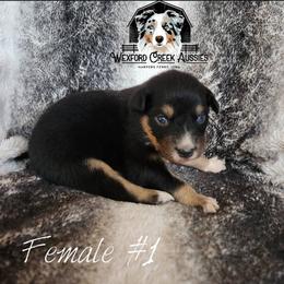 Girl 1 - Black tri-color female Australian Shepherd puppy in Harpers Ferry, Iowa from Wexford Creek Aussies, LLC
