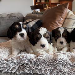 Springerdoodle puppies from Sugarland Puppies