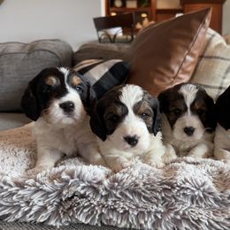 Springerdoodle puppies from Sugarland Puppies