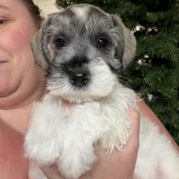Black Collar - Parti male Miniature Schnauzer puppy in Tacoma, Washington from AKC Nordwest Schnauzers