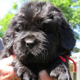 Red collar girl - Black female Newfoundland puppy in Johnston, South Carolina from Furball Acres