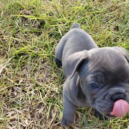 French Bulldog Puppies from Fetching Frenchies of SWFL