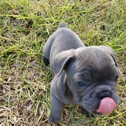 French Bulldog Puppies from Fetching Frenchies of SWFL