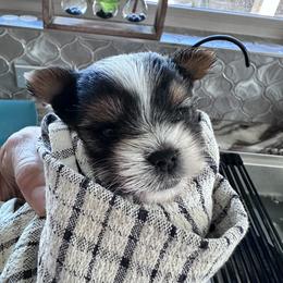 Biewer Terrier Puppies from Rebecca Urban