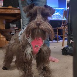 Penny - Miniature Schnauzer