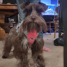 Penny - Miniature Schnauzer