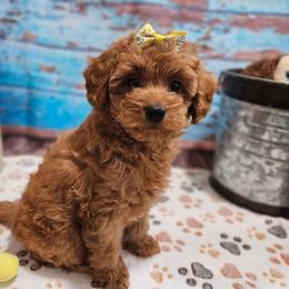 Poodle puppies from Leerose Puppies