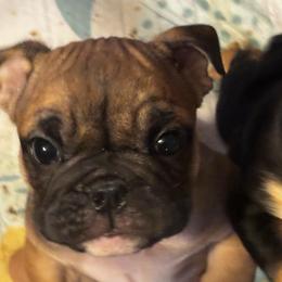 Nurse ratchet - Chocolate tri-color female Bulldog puppy in Toccoa, Georgia from The Grooming Barn LLC/ Wet Dog Ranch
