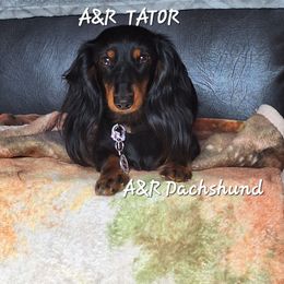 TT - Dachshund