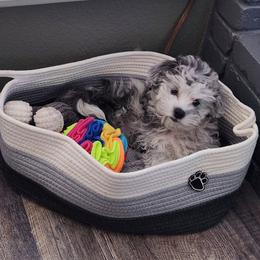 Shihpoo puppies from Route 66 Poodles & Doodles, Sapphire Shih-tzu's of Ohio