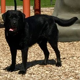 Labrador Retriever Puppies from Showtime Labradors