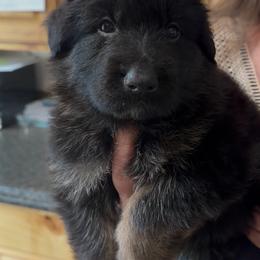 Red and black female 1 - Black and red female German Shepherd puppy in Twin Lake, Michigan from Drago Team ~ Michigan K9